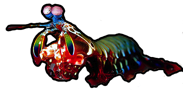 Mantis shrimp, minding its own business